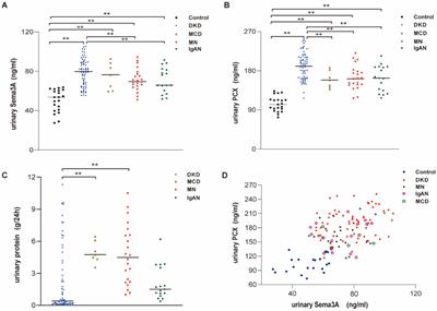 Adriamycin-induced podocyte injury via the Sema3A/TRPC5/Rac1 pathway